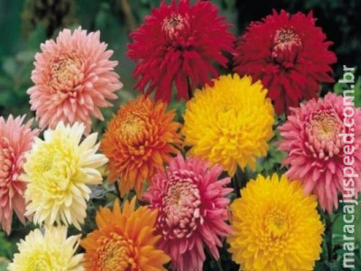 16 plantas recomendadas pela NASA para purificar o ar da casa 