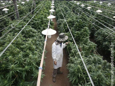 20 empresas querem cultivar maconha medicinal no Brasil