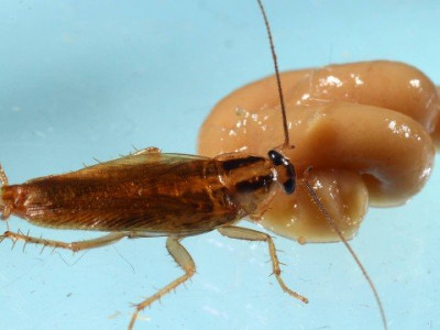 Baratas estão evoluindo para se tornarem impossíveis de matar