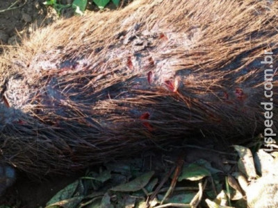 Campus alerta alunos após aparição de onça em Universidade