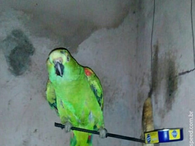 Papagaio criado há 22 anos por mulher é aprendido e dona faz rifa para pedir a guarda do animal na Justiça em MS