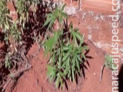 PM flagra plantação de maconha em residência e rapaz é preso 