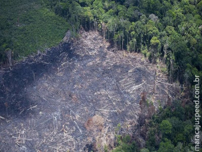 Desmate desde 1985 equivale a 3,6 vezes área de SP 