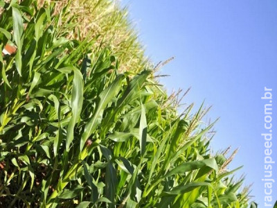 Fertilizantes passam a ter registro automático