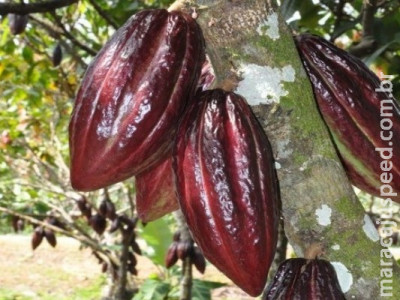 Produtores brasileiros buscam cacau de alta produtividade
