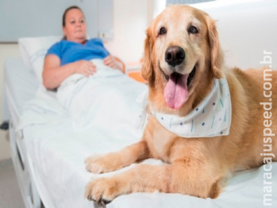 Sancionada lei que permite visita de animais em hospitais de MS