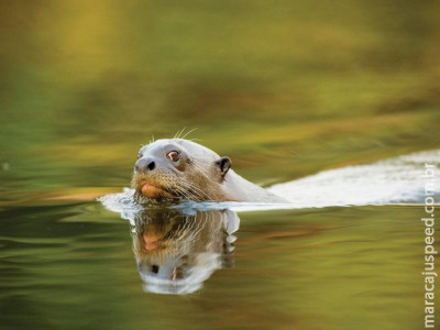 Exposição resgata memórias do Pantanal