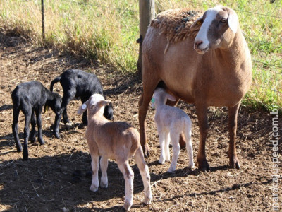 Mastite afeta produtividade em propriedades de ovinos de corte