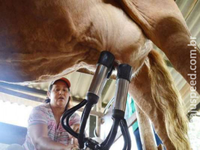 Mulheres e idosos aumentam participação na agropecuária de MS