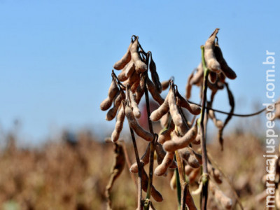 Produtores são autuados pelo Iagro durante vazio sanitário