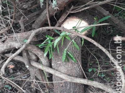 Assentado é multado por exploração ilegal de madeira
