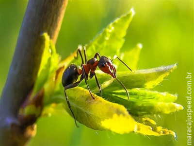 Composto de maçãs e ameixas é "atração fatal" para formigas