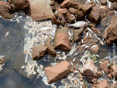 Composto químico pode ter provocado a morte de peixes