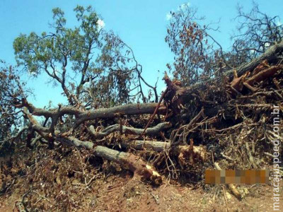 Homem é multado por desmatamento irregular