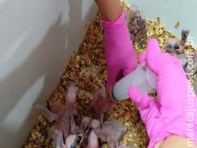 Operação resgata 170 filhotes de papagaio em Ivinhema