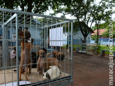 Prefeito quer instalar UPA para cães e gatos em 2020