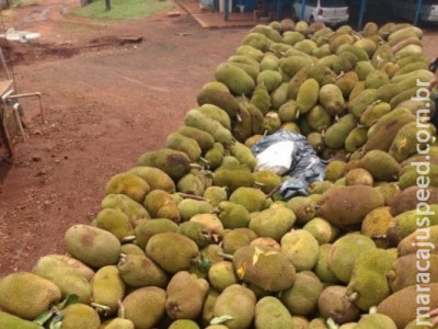 Caminhoneiros são presos com maconha escondida em meio a jacas