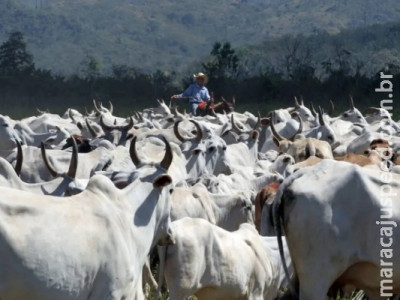 Preço da arroba do boi deve estabilizar em fevereiro
