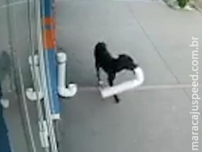 Câmera de segurança flagra cachorro ladrão furtando pet shop