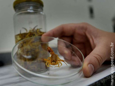 Escorpião em casa: saiba como prevenir essa invasão