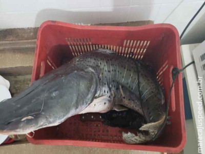 PMA prende e autua campo-grandense por pesca predatória