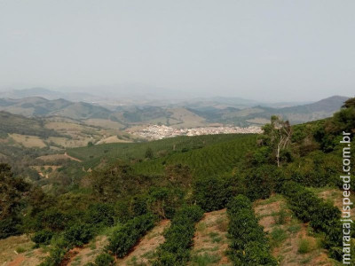 Produção de café pode chegar a 62 milhões de sacas em 2020