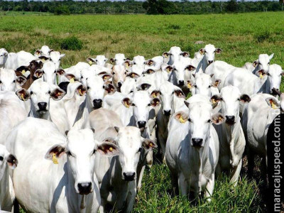 Sistema de notificação de doenças de animais começa