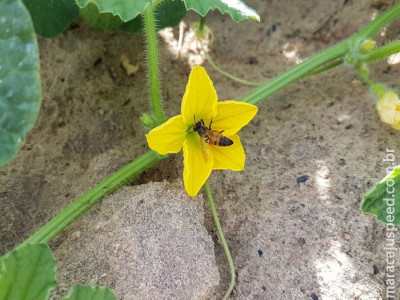 Abelhas escolhem flores de melão pelo cheiro