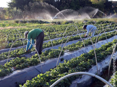 Cresce número de agricultores com acesso ao seguro rural