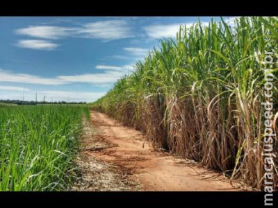 Vinhaça de cana pode virar fertilizante