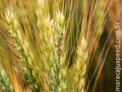 Coronavírus afeta potencialmente mercado de trigo