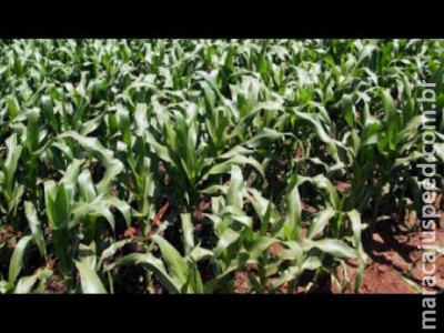 Produção de milho deve ser menor na segunda safra em MS