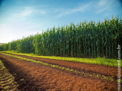 VBP de 2020 é estimado em R$ 689,97 bilhões