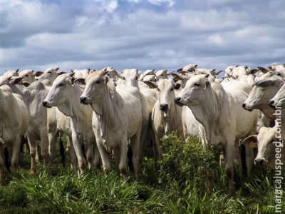 Brasil exportará carne bovina e miúdos para Tailândia