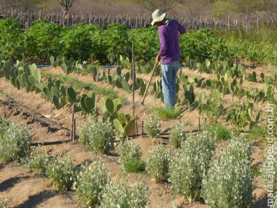 CMN facilita renegociação de dívidas de produtores rurais