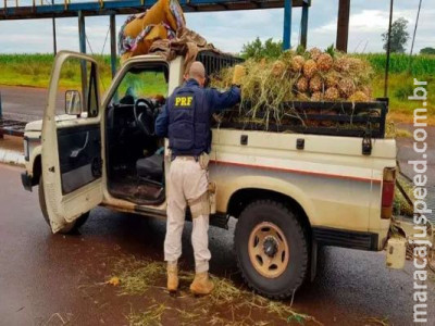Trio é flagrado com 179 quilos de maconha sob carga de abacaxis