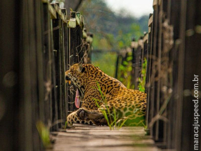 Guias flagram onça descansando em trilha de madeira em Miranda