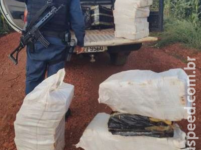 Mais de 250kg de maconha são encontrados em meio a milharal