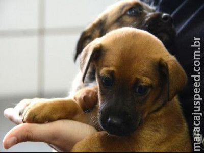Prefeitura cria banco de ração e utensílios para cães e gatos