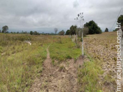 Homem é multado por derrubar matas ciliares de nascentes