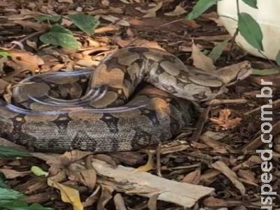 Jiboia de quase 3m é capturada em obra do Aquário do Pantanal