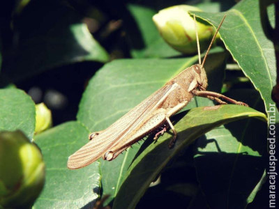 Paraguai confirma existência de nova nuvem de gafanhotos