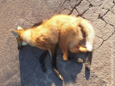 PMA socorre lobo-guará ferido após atropelamento na BR-262