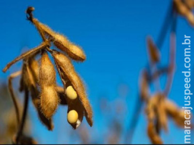 Produção terá recorde de faturamento