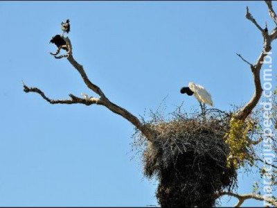 Saiba tudo sobre o Pantanal e sua rica biodiversidade