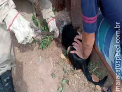 Cão fica com a cabeça presa em buraco de concreto 