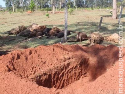 Pitbulls invadem sítio e matam 16 carneiros em Nova Andradina 