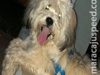 Samba, cachorro mascote de ‘república’ é encontrado a 8 km de casa