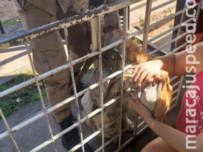 Labrador é resgatado após ficar preso em grade de portão em MS