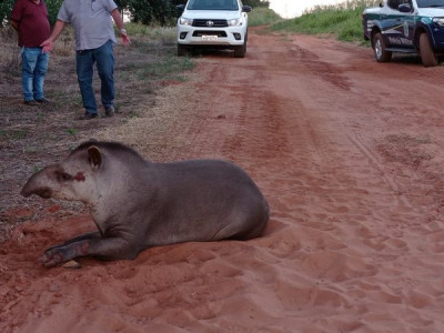 Anta de 250 quilos é resgatada com ferimentos na BR-06